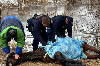 Pod koniem zarwał się lód. Dramatyczna walka o życie zwierzęcia