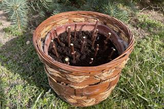 Sadzonki hortensji bukietowej - jak zrobić sadzonki hortensji ze zdrewniałych pędów?