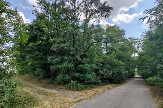 Zabójstwo 38-latki pod Kluczborkiem. Jej mąż zgłosił, że zaginęła, a później przyznał się do zbrodni [ZDJĘCIA]