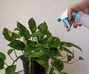 Wilgotność powietrza wokół roślin doniczkowych