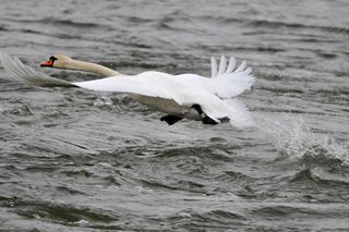 Oto najciekawszy rezerwat w Łódzkiem według AI. Idealne miejsce, by obserwować dziką naturę