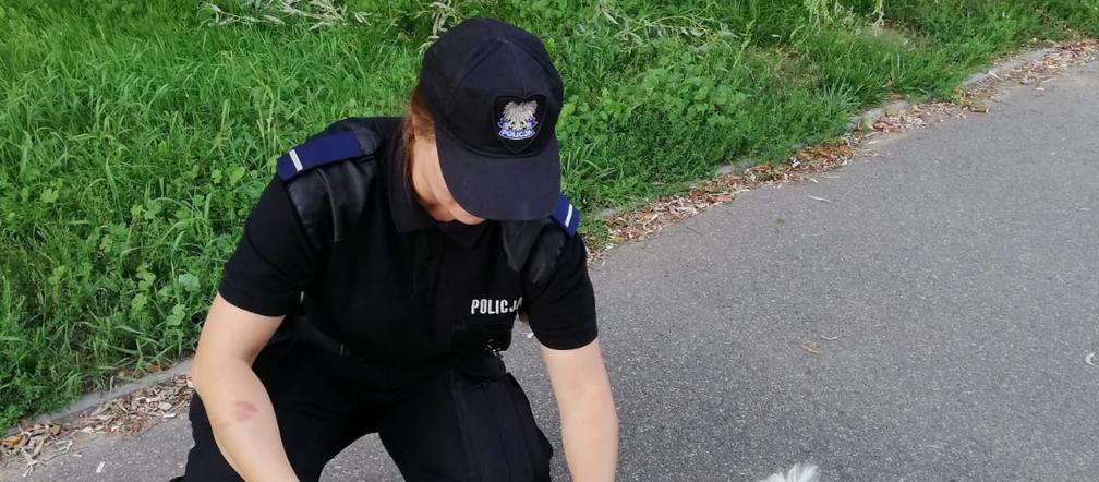 Toruń: Mężczyzna zostawił psa w nagrzanym samochodzie i poszedł na zakupy [ZDJĘCIA]