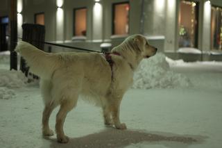 Śnieżny Lublin wieczorową porą