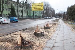 W Wołominie wycinają drzewa na potęgę! Mieszkańcy są wściekli