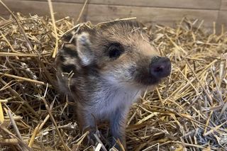 Dzika Ewa została bez mamy