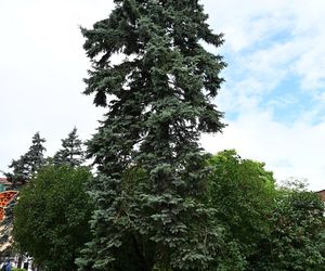 Cyfrowa inwentaryzacja drzew w Kołobrzegu