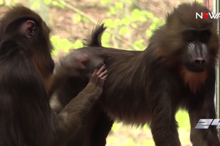 Małpie figle w gdańskim zoo! Luksusowe życie mandryli [WIDEO NOWA TV 24 GODZINY]
