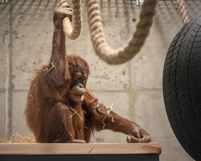 Orangutany nowymi mieszkańcami łódzkiego Orientarium