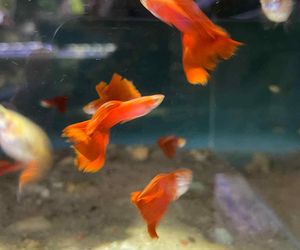 Rozmawiamy z Tomaszem Wiśniewskim, założycielem Aqua Dreams Bydgoszcz
