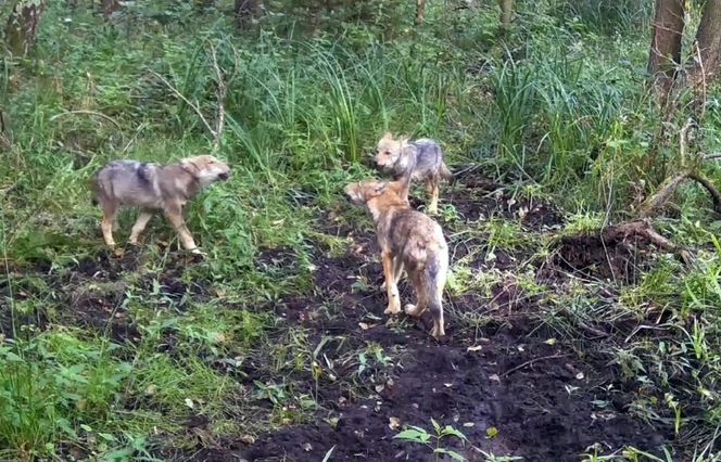 Wilki wyją w lesie pod Częstochową. Prosto do kamery