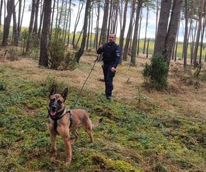 Pies tropiący na ratunek grzybiarzowi z Grudziądza. Mężczyzna zgubił się w lesie