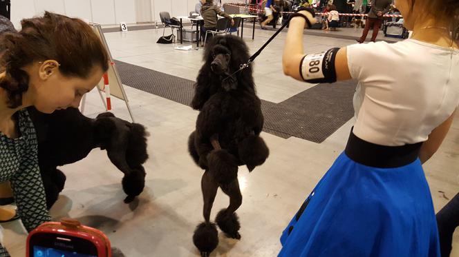 EXPO SILESIA DOG SHOW 2017