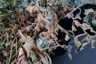 Wysuszone zielone przystanki