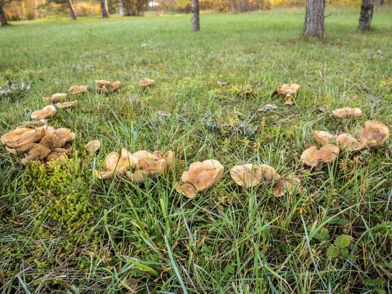 Jak pozbyć się grzybów z trawnika? Grzyby na trawniku to często nic dobrego dla trawy
