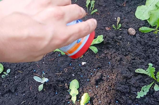 Budzą obrzydzenie i są utrapieniem ogrodników. Ślimaki sieją spustoszenie