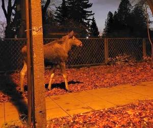 Wielkie łosie zablokowały ruch na ulicy w Warszawie