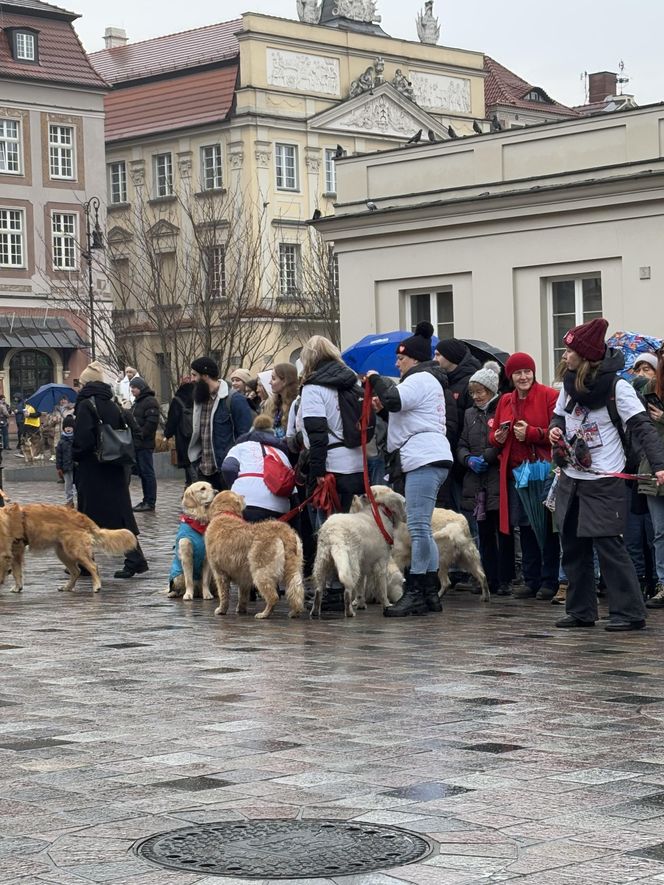 Golden Retriever WOŚP w Poznaniu