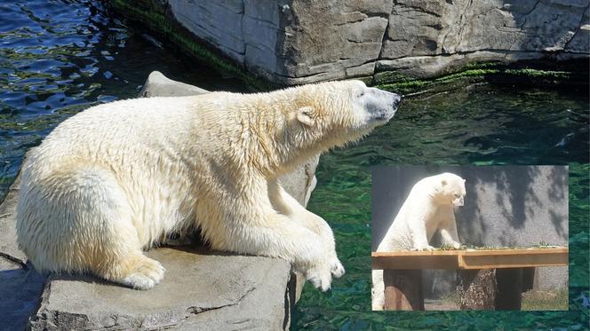 W zoo stanęła platforma widokowa  na wyybegu dla niedźwiedzi polarnych. Zobaczcie WIDEO z jej budowy! 