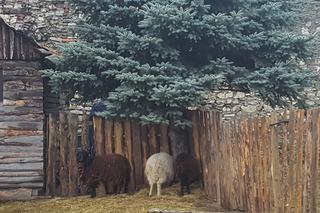 Będzińska Szopka Bożonarodzeniowa