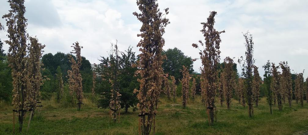 Uschnięte dęby w Katowicach [ZDJĘCIA]