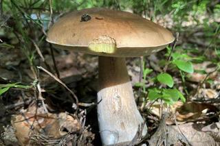 Grzybiarze penetrują lasy w Świętokrzyskiem. 25 czerwca 2024