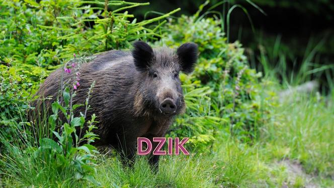 Najniebezpieczniejsze zwierzęta w Polsce. Na nie uważaj na wakacjach! 