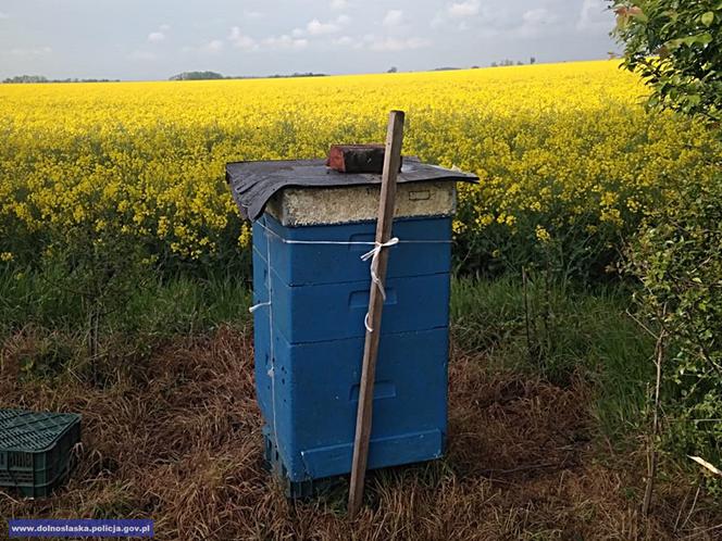 Kradzione ule z pszczołami wpakował do minivana