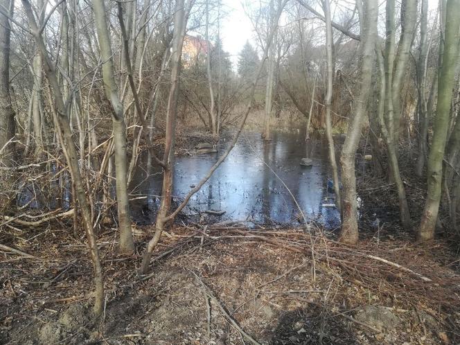 Powstanie nowy park we Wrocławiu. Najpierw trzeba tam jednak solidnie posprzątać