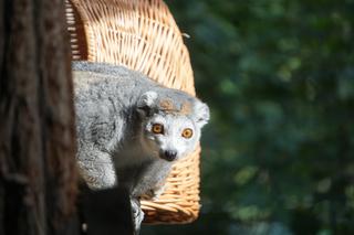 Lemury koroniaste we wrocławskim zoo