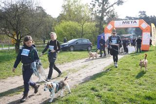 Dogtrekking Wuchta Łap. Takiego wydarzenia w Poznaniu jeszcze nie było! Zobaczcie, jak bawiły się psy ze swoimi właścicielami [ZDJĘCIA]