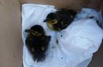 Dwie małe kaczki utknęły w studzience kanalizacyjnej 