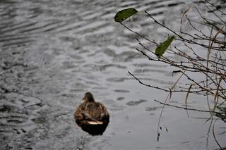 Nowe kaczkomaty w Krakowie. Wiemy, gdzie się znajdują!
