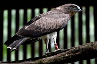 Gadożer Bodzio wraca na wolność [ZDJĘCIA]