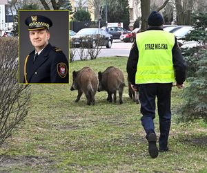  Obława na dziki w Legionowie. Komendant straży miejskiej apeluje: Nie dokarmiajmy!