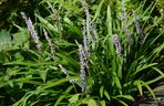 Liriope szafirkowata