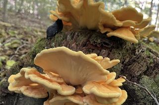 Sezon grzybowy na Dolnym Śląsku rozpoczęty. Gdzie znaleźć kanie, borowiki i koźlarze?