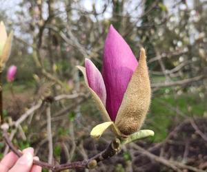 Piękne magnolie pod Poznaniem