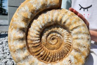 Raj dla miłośników kamieni i dinozaurów. Warsaw Mineral Expo w Pałacu Kultury 