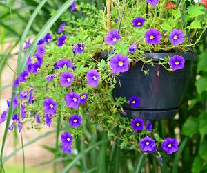 Calibrachoa, Million Bells. Zdjęcia