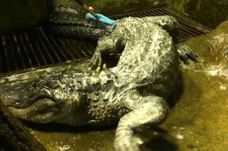 Zmarł aligator, który pamiętał II wojnę światową