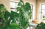 Kiedy monstera płacze? 
