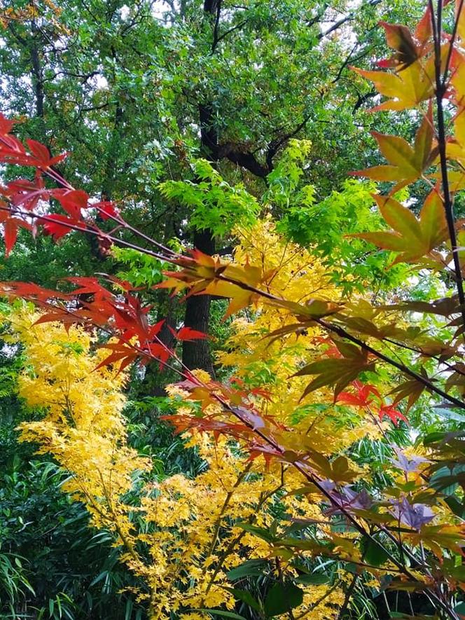 Ogród Botaniczny w Zabrzu zachwyca barwami jesieni