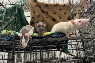 Szczurki podrzucone w kartonie pod schroniskiem. Teraz szukają nowego domu 