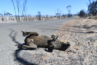 Miliard zwierząt spłonęło w Australii 