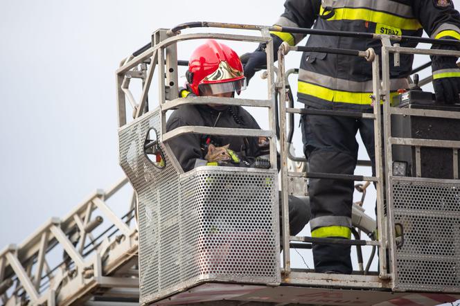 Kot fajtłapa wezwał strażaków.