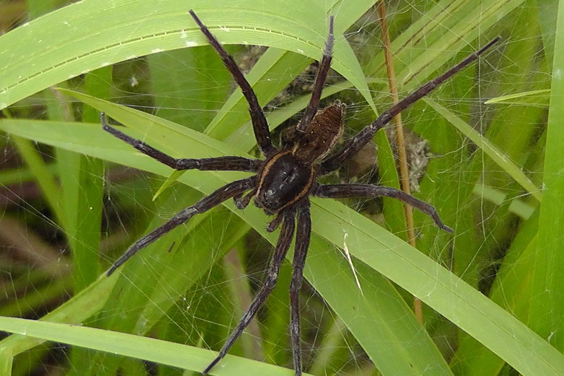 Фото и описание пауков. Dolomedes plantarius паук. Доломедес охотник полосатый. Паук доломедес (Dolomedes fimbriatus). Охотник растительный (Dolomedes plantarius).