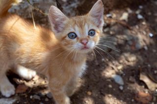 Dzieci uratowały kocięta. Wcześniej ktoś wyrzucił je na śmietnik