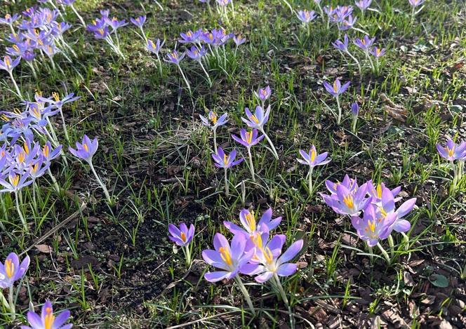 Pierwsze oznaki wiosny we Wrocławiu. Ogród Botaniczny pełen przebiśniegów i krokusów
