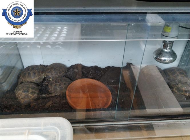 Dramatyczna interwencja w sklepie zoologicznym na Śląsku. Zwierzęta przetrzymywane w skandalicznych warunkach