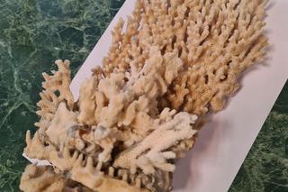 Papuga, koralowce i pijawki. Te okazy chronione konwencją CITES próbowano wwieźć do Polski